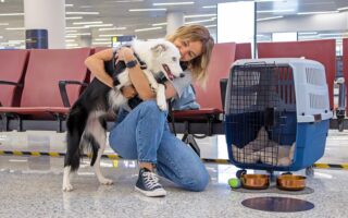 Moving Pets to France: What Owners Need to Know