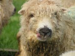dartmoor sheep inside
