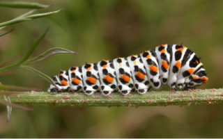 Caterpillar invasion