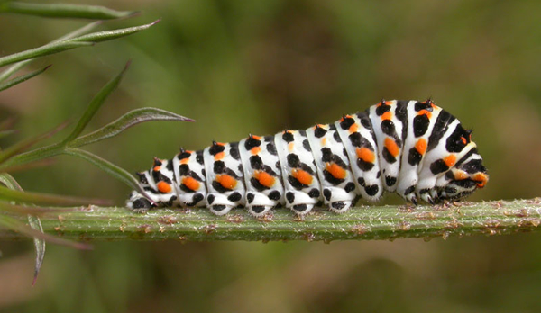 Caterpillar invasion