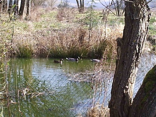 Ducks on a Burgundy pond