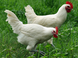white chicken