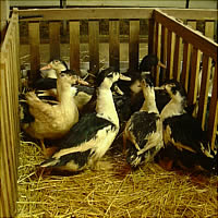 Fattened ducks