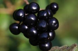 sloe berries