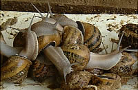 Snails