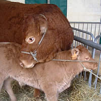 Veal Calf & Mum