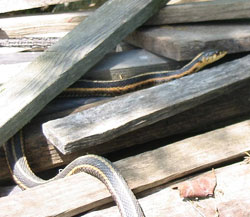 snake in the woodpile
