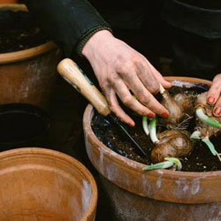 Time to plant winter bulbs