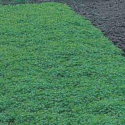 green manure