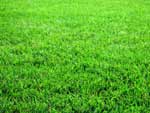 dense lawn