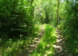 woodland track creuse