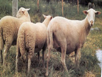 Limousin Sheep