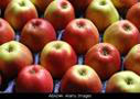 Limousin Apples