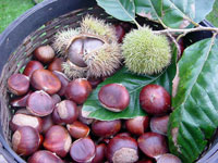 Limousin Chestnuts