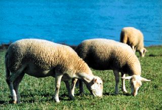 Having Sheep at Your French Farm