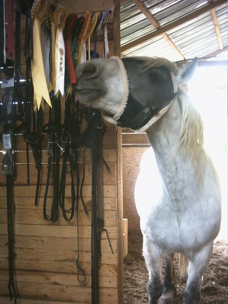 Horses in the Quercy