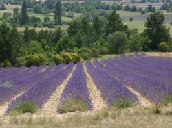 Provencal lavender