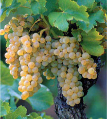 Blanquette de Limoux grapes