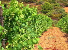vineyard in the Languedoc-Roussillon