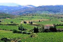 vineyards in the Corbieres