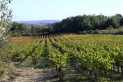 Minervois vines