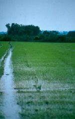Camargue rice fields, Languedoc