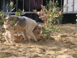 truffle dog cavage uzes truffle market