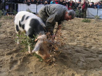 truffle hunting pig uzes market languedoc