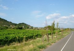 vineyards in the Vaunage