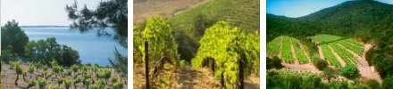 AOC Wines Aude Languedoc-Roussillon